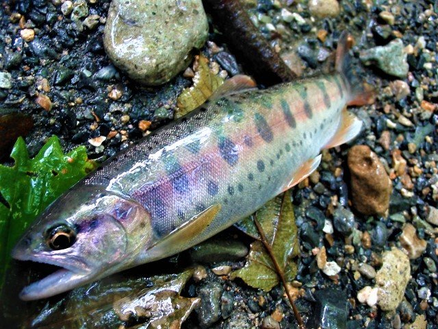 誠実】 山女魚 岩魚釣り 渓流タモ