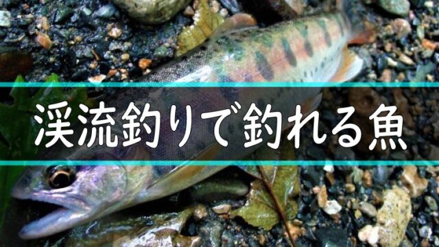 渓魚図鑑 渓流釣りで釣れる魚とは 特徴や生態を知っておこう 渓流釣りhack