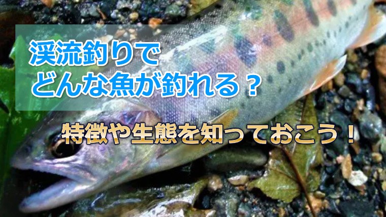 【渓魚図鑑】渓流釣りで釣れる魚とは？ 特徴や生態を知っておこう！